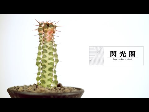 ヒノキトウダイグサ 植物