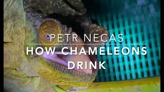 Hydration of chameleons : how they drink rainwater