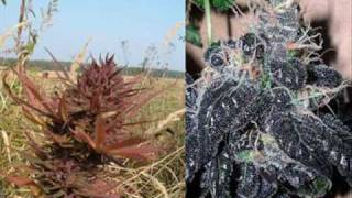 Andre Nickatina - All Star Chuck Taylors