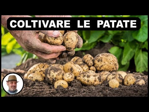 , title : 'COLTIVARE LE PATATE, o SEMINARE le patate, dalla semina alla raccolta, grow potato, cultivar patatas'