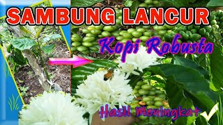 Download lagu Sambung Lancur Kopi Robusta Hasilnya Luar Biasa mp3
