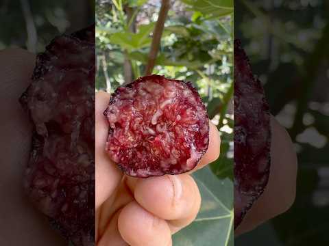 First Black Celeste! #fig #garden #fruit #farm #gardening #love #nature #texas #figs
