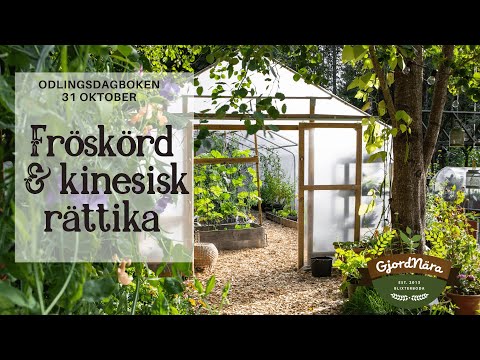 Odlingsdagboken 2020-10-31 Fröskörd & kinesisk rättika