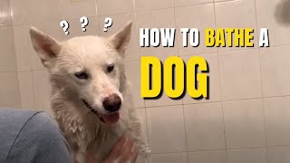 Dog Bathing 101: Everything You Need to Know to Keep Your Pet Clean