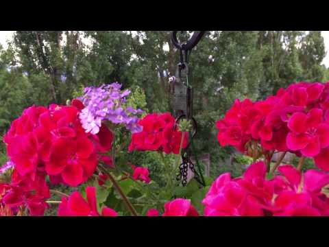 1 Plant booster introduction video