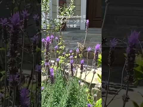 蝶を庭に引き寄せる理由と方法を知りたいですか？生物学的連鎖におけるそれらの役割は何ですか?  庭園