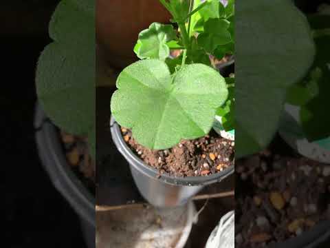 美しいアイビーゼラニウムを育ててみませんか？ケチってはいけないことは何ですか？  庭園