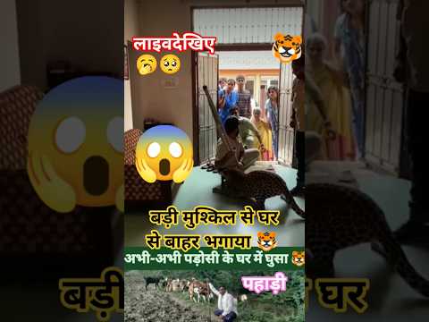 Abhi gush gaya ghar me tigar #tiger #home #in #trend #yt #viral #video #village #bchetiya blossom2