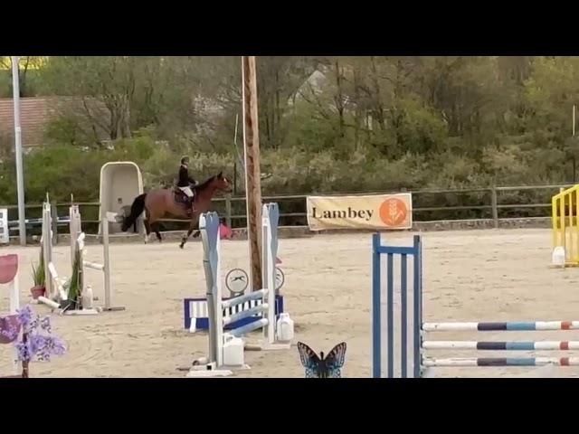 Jument de 4 ans, belles allures, id&eacute;ale amateur