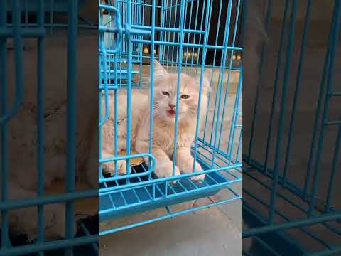 Cute Persian Cats 😍 Cat Status #shorts #ytshorts