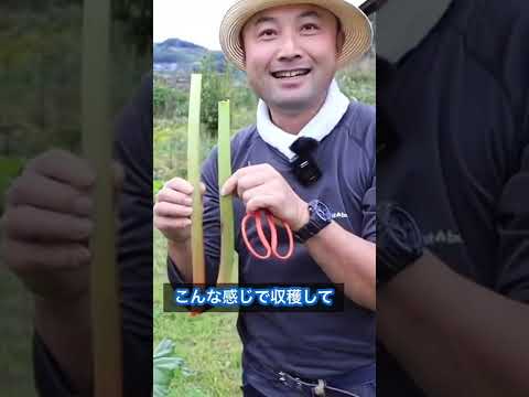 園芸 グンネール、巨大ルバーブ