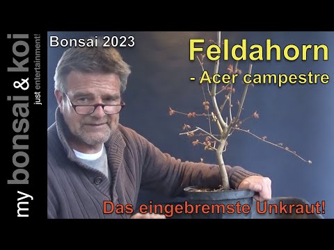 Bonsai 2023-40 - Feldahorn - Acer campestre - der Spätstarter oder einfach zu spät umgetopft!