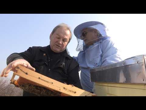 Boja meda ep.92 10.12.2019. - Zimovanje pčela, med od lavande, gubici u zimskom periodu