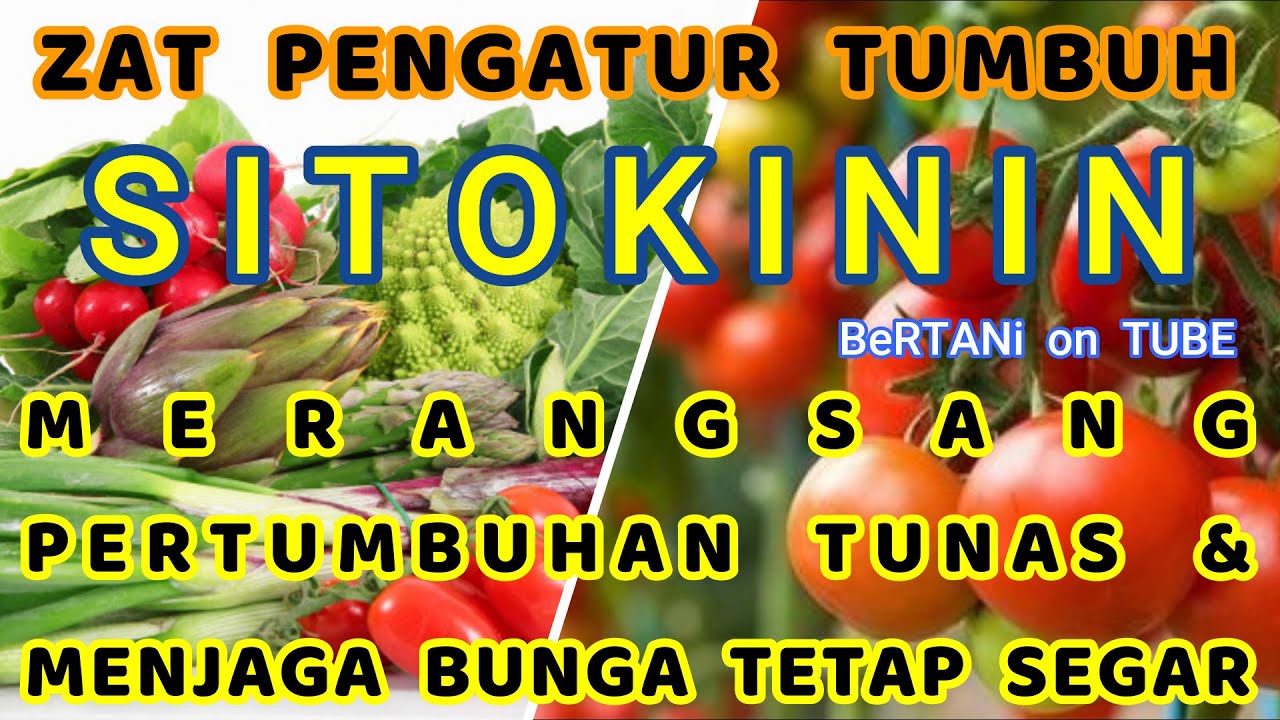 Sitokinin Adalah, Fungsi dan Cara Membuatnya
