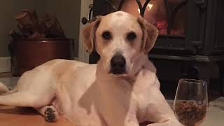 [Wikipedia] Like My Dog