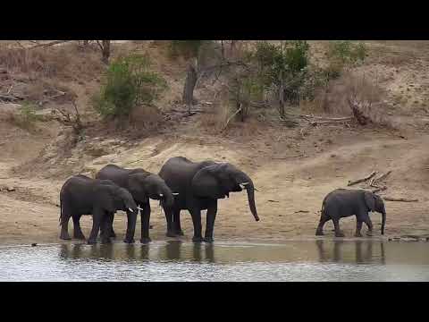 Djuma: Elephants get quick drink at dam and then over the dam wall - 08:22 - 09/27/20