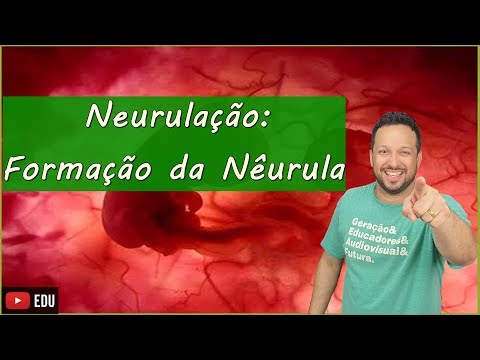 Neurulation: Formation of the Neurula - Embryology - Class 6