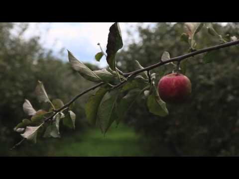 Poor apple season in upstate New York