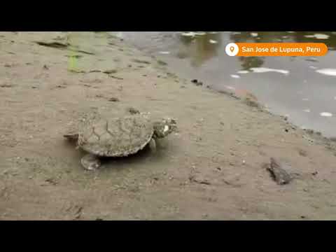 ペルーのアマゾン川に放流されたウミガメの赤ちゃん (Baby turtles released into Peruvian Amazon river)