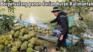 Download lagu Berpetualang berburu buah durian hutan Kalimantan mp3 Download lagu Berpetualang berburu buah durian hutan Kalimantan mp3