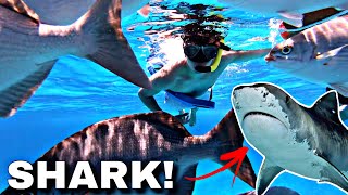 Swimming in the ocean with sharks (MUST WATCH)
