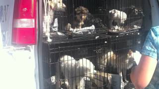 International dog rescue