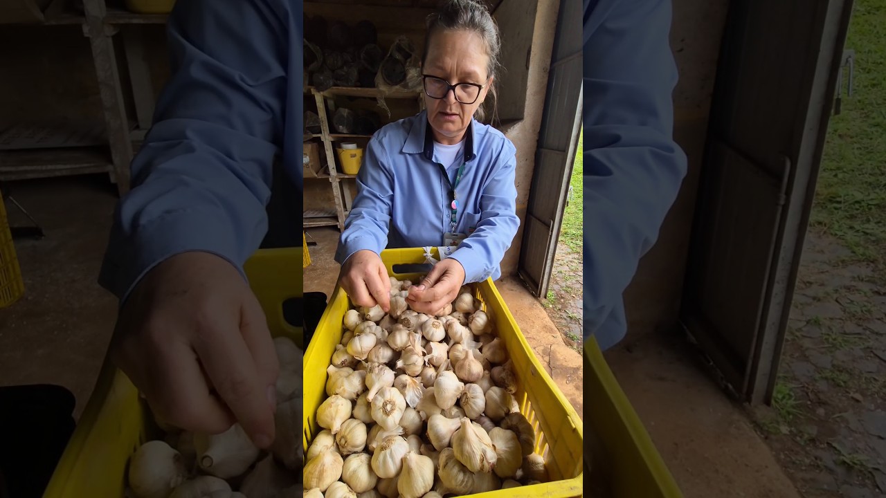 Limpeza clonal de alho - Epagri Caçador  #epagri  #agriculturafamiliar #agro
