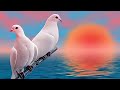 Cute Love Birds Whatsapp Status Love Birds Status