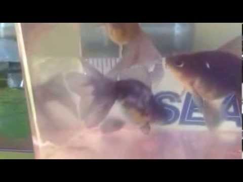 download lagu mp3 mp4 Veils For Sale, download lagu Veils For Sale gratis, unduh video klip Veils For Sale