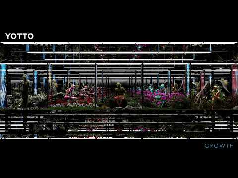 YOTTO & Lost Boy - Just the Kinda Feeling