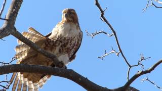 Red Tailed Hawk in a Tree Preening and Stretching