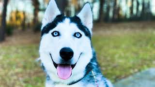 Download Lagu Dakota | 11 Month Old Husky | South Atlanta Husky Board u0026 Train Thumbnail