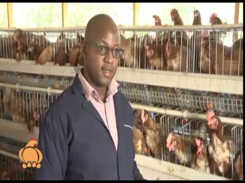 , title : 'Poultry farming tips and how to market your farm produce - part 1'