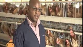 Poultry farming tips and how to market your farm produce - part 1