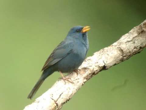 Yellow-billed Blue Finch singing