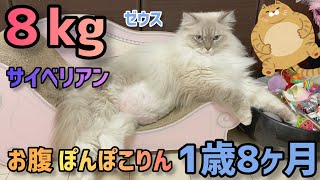 お腹パンパン８kgサイベリアンのぽんぽこりんお腹が可愛いゼウスちゃんです