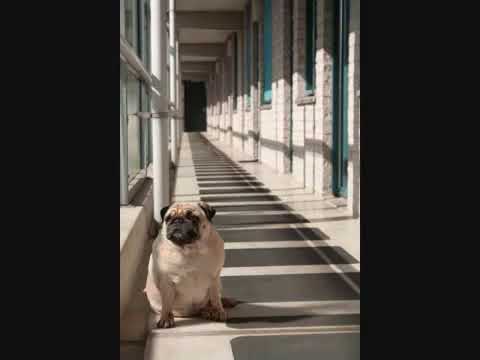 Jacky Baggen - Dat wouw iech zegke!