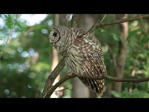 Who cooks for you? Barred Owl