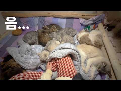 누운 자리만 봐도 한 눈에 보이는 고양이들의 관계도