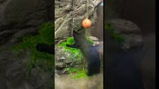 ニホンツキノワグマ(上野動物園)