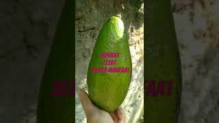 Download lagu Panen Alpukat; Petik Buahnya Rasakan Manfaatnya#avocado #buah #tips #fruit #shortvideo#storywa mp3