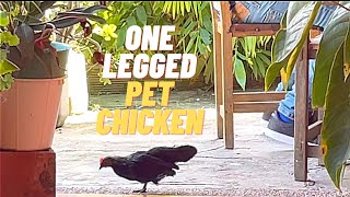 This lovable one legged chicken will steal your heart