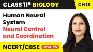 Human Neural System - Neural Control And Coordination | Class 11 Biology Chapter 18 | CBSE 2024-25