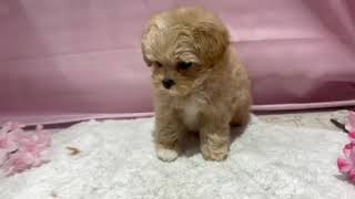 ハーフ犬の動画01