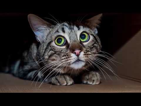 Котики поздравляют с 8 марта! | #мимимишноекино