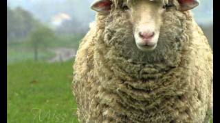 PTH-My Sweet One (Phish cover)