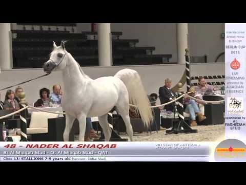Berlin Cup Werder 2015 - Stallion 7-9 years old (Class 13) - N.48 NADER AL SHAQAB