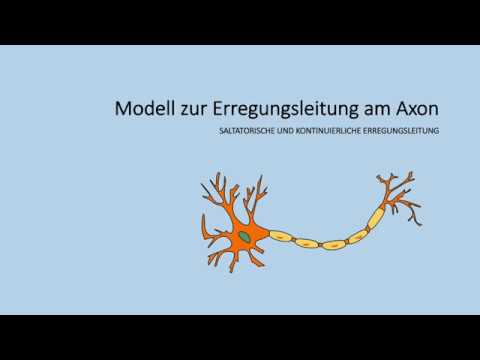 Erregungsleitung am Axon - Domino Modell