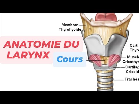 LE LARYNX