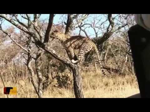 Warthog Miraculously SURVIVES Leopard & Hyena attack UNHARMED!!